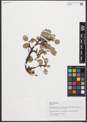 Foto von Salix reticulata L.